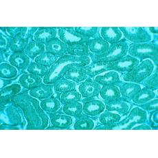 大鼠肝細胞；IAR20	